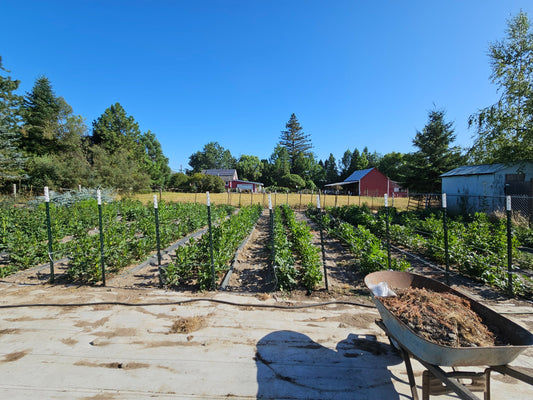 Early Summer Updates-A few months behind!