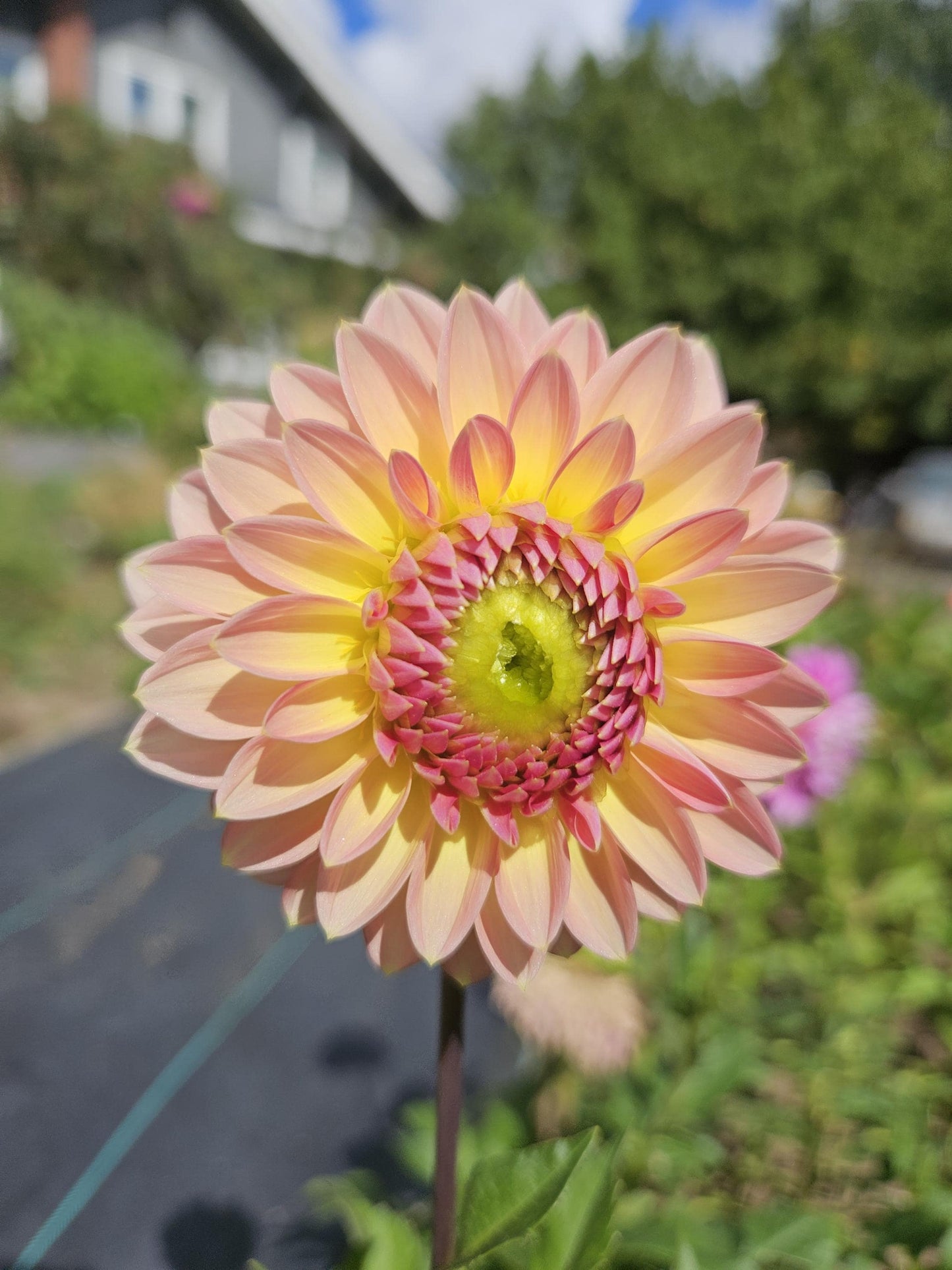 Clearview Peachy