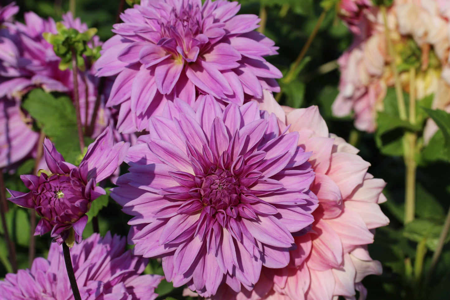 Lilac Time