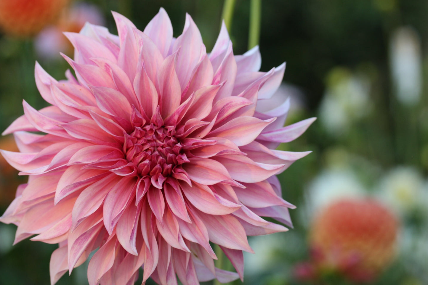 Cafe Au Lait Dahlia Tuber