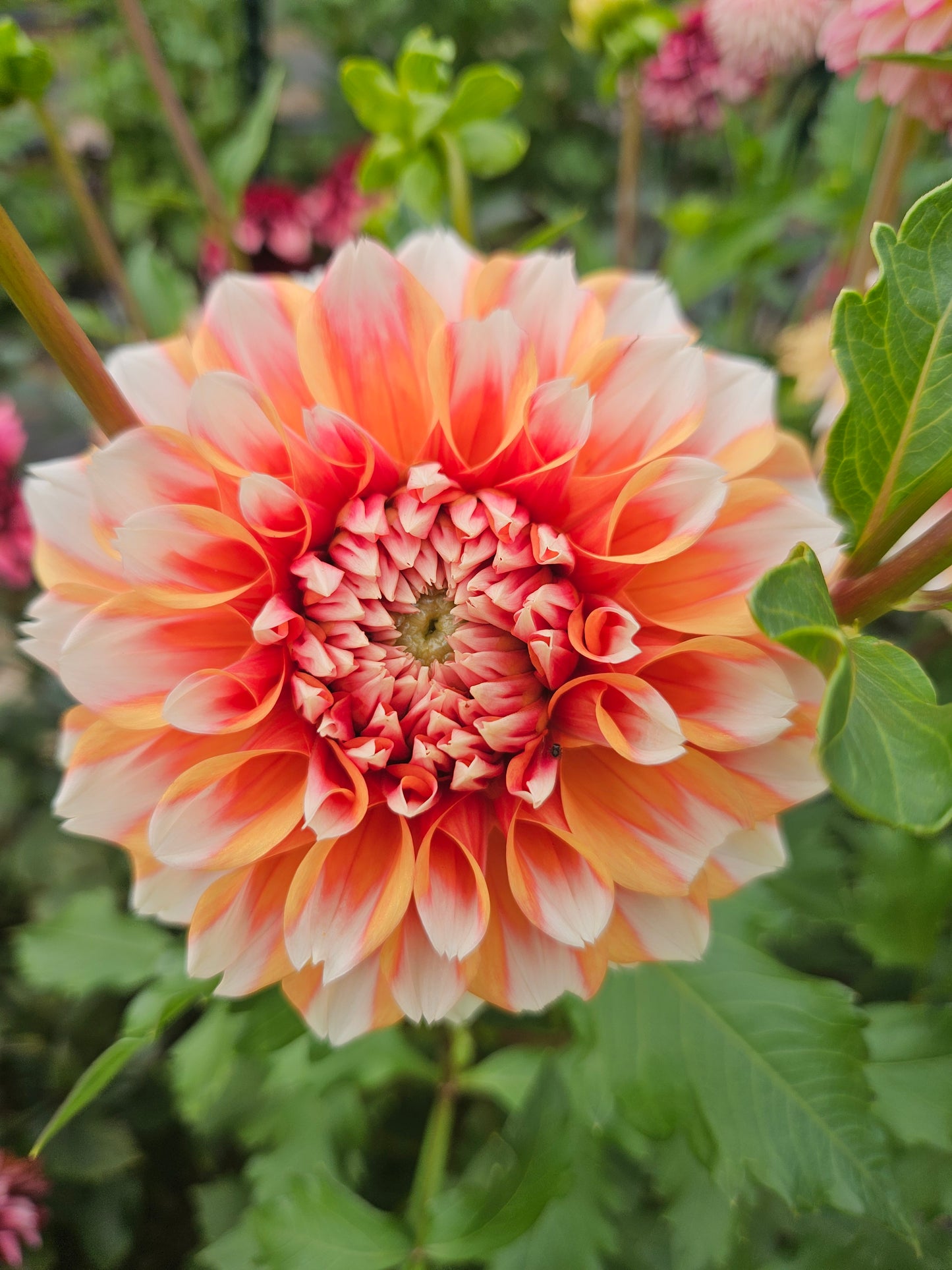 Hollyhill Orange Ice