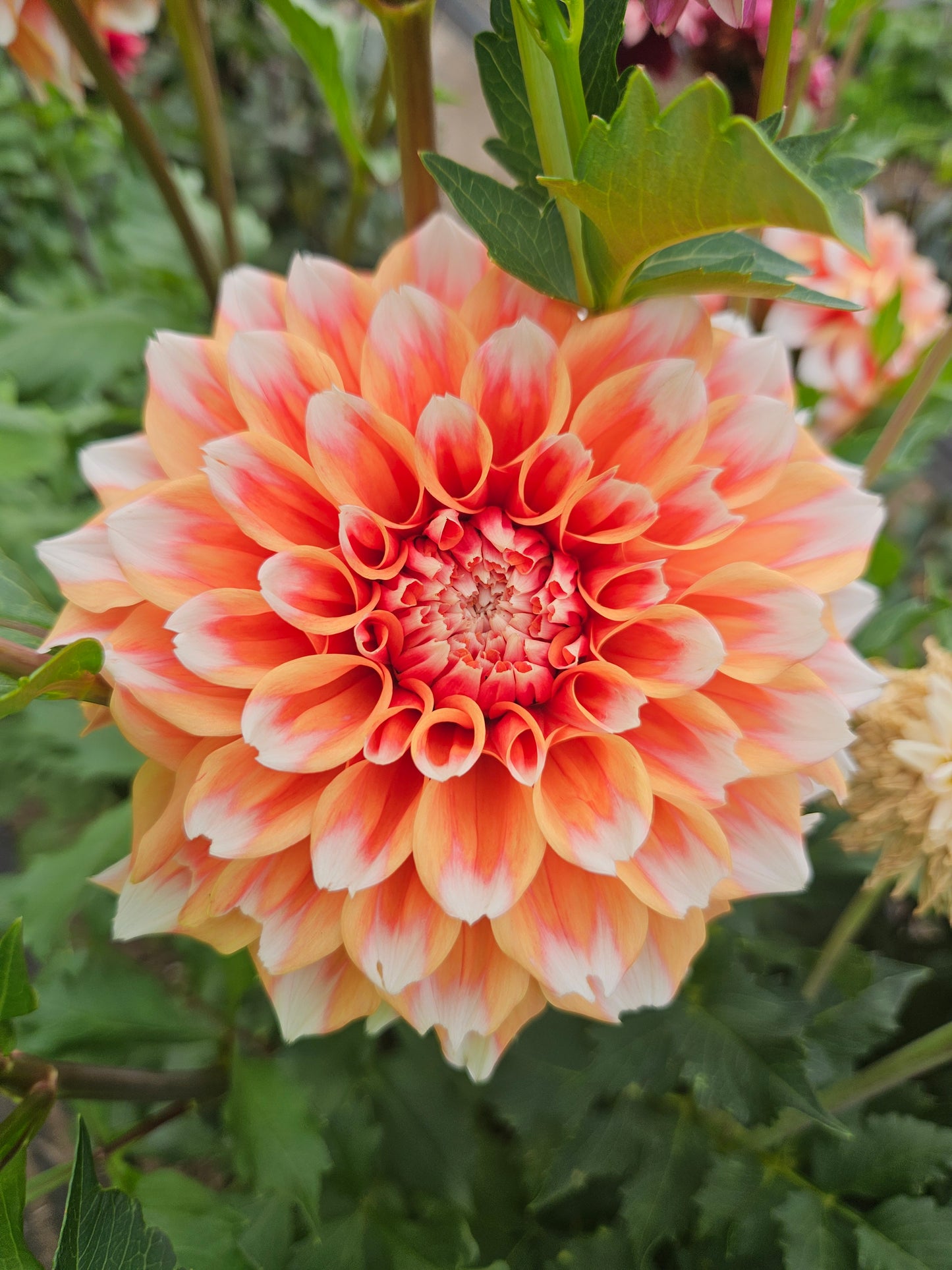 Hollyhill Orange Ice