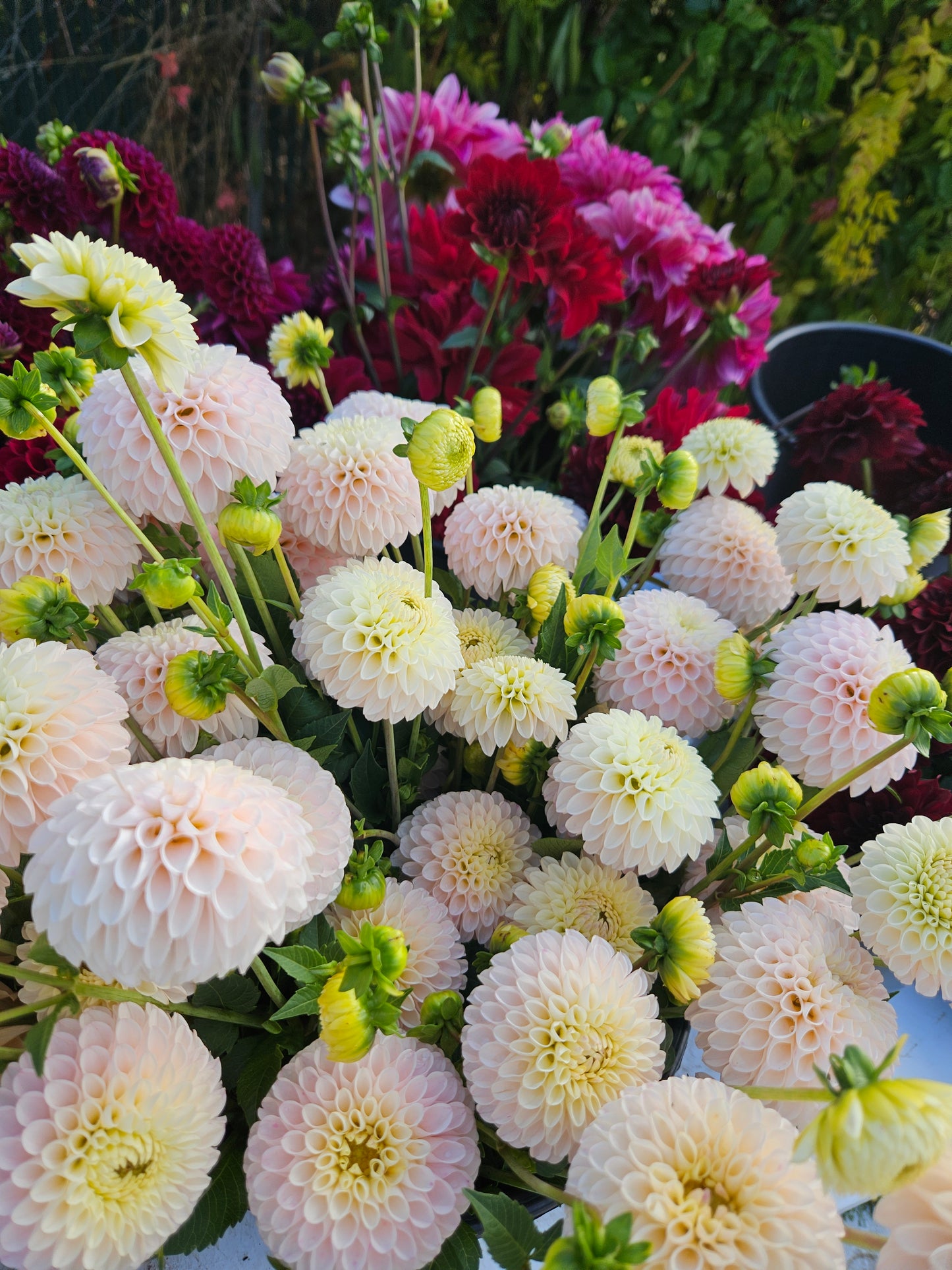 Mixed Dahlia Bucket
