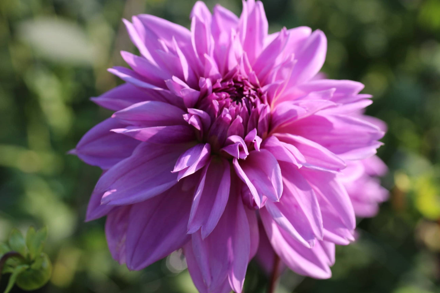 Lilac Time