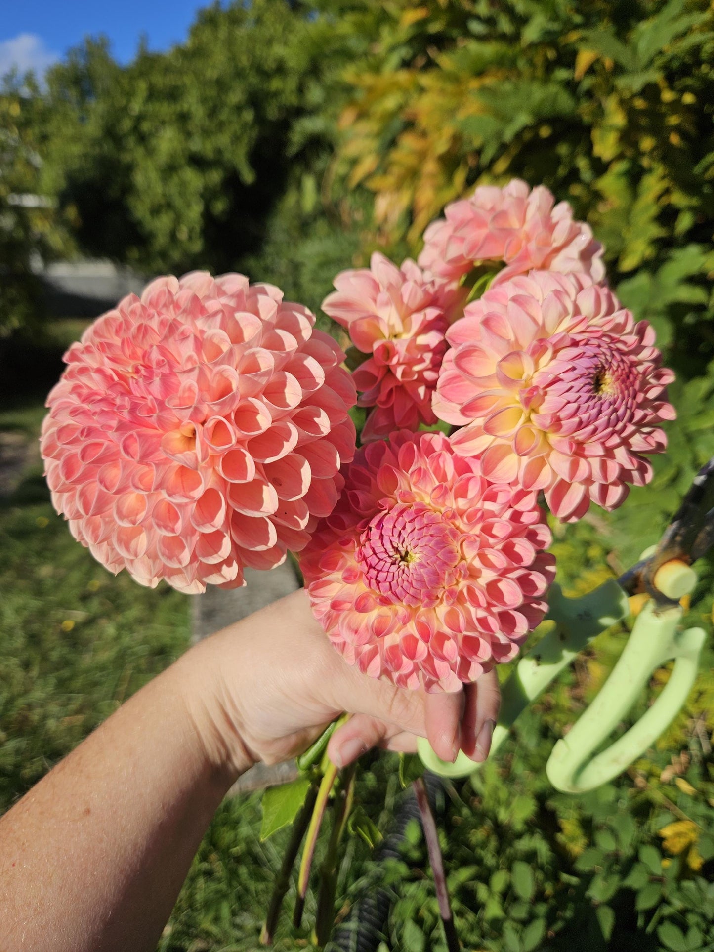 Clearview Peachy