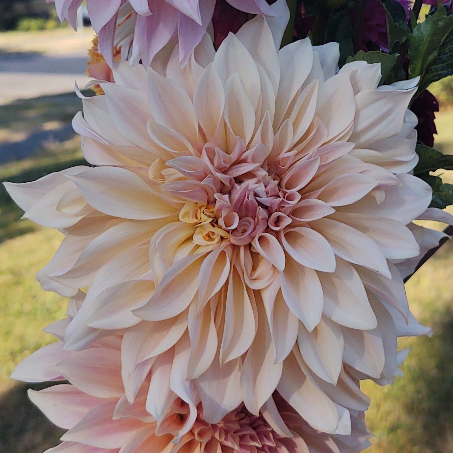 Cafe Au Lait Dahlia Tuber