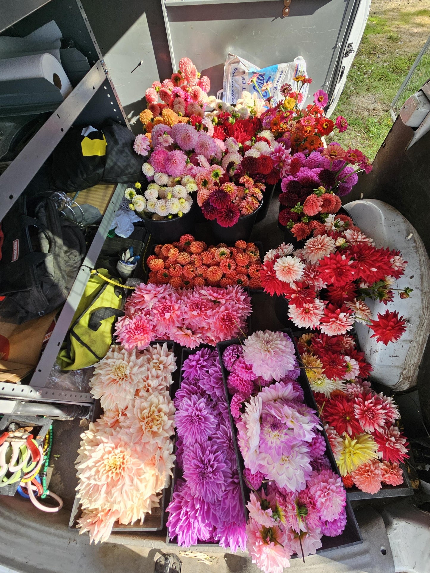 Glorie Van Noordwijk