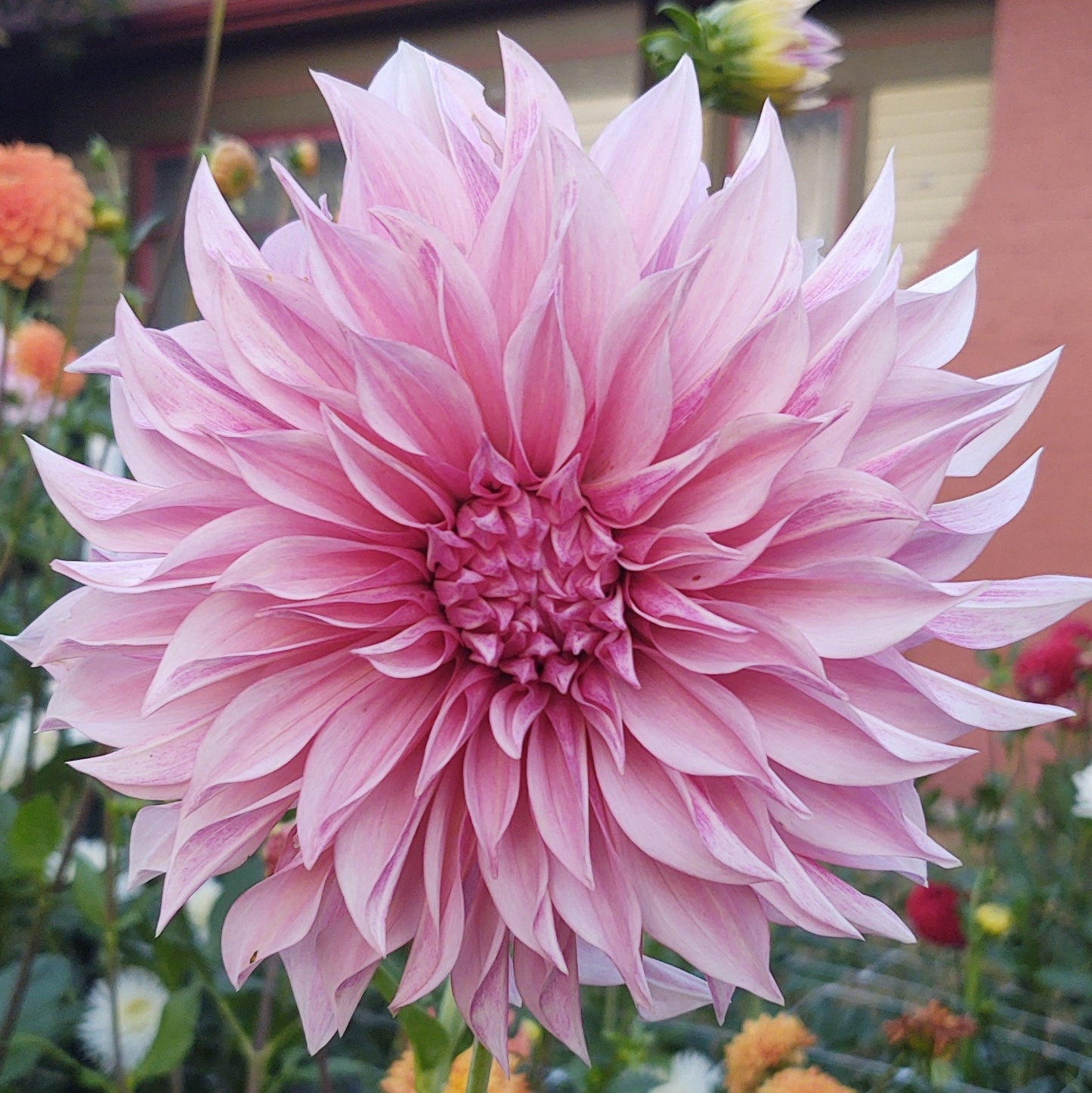 Cafe Au Lait Dahlia Tuber