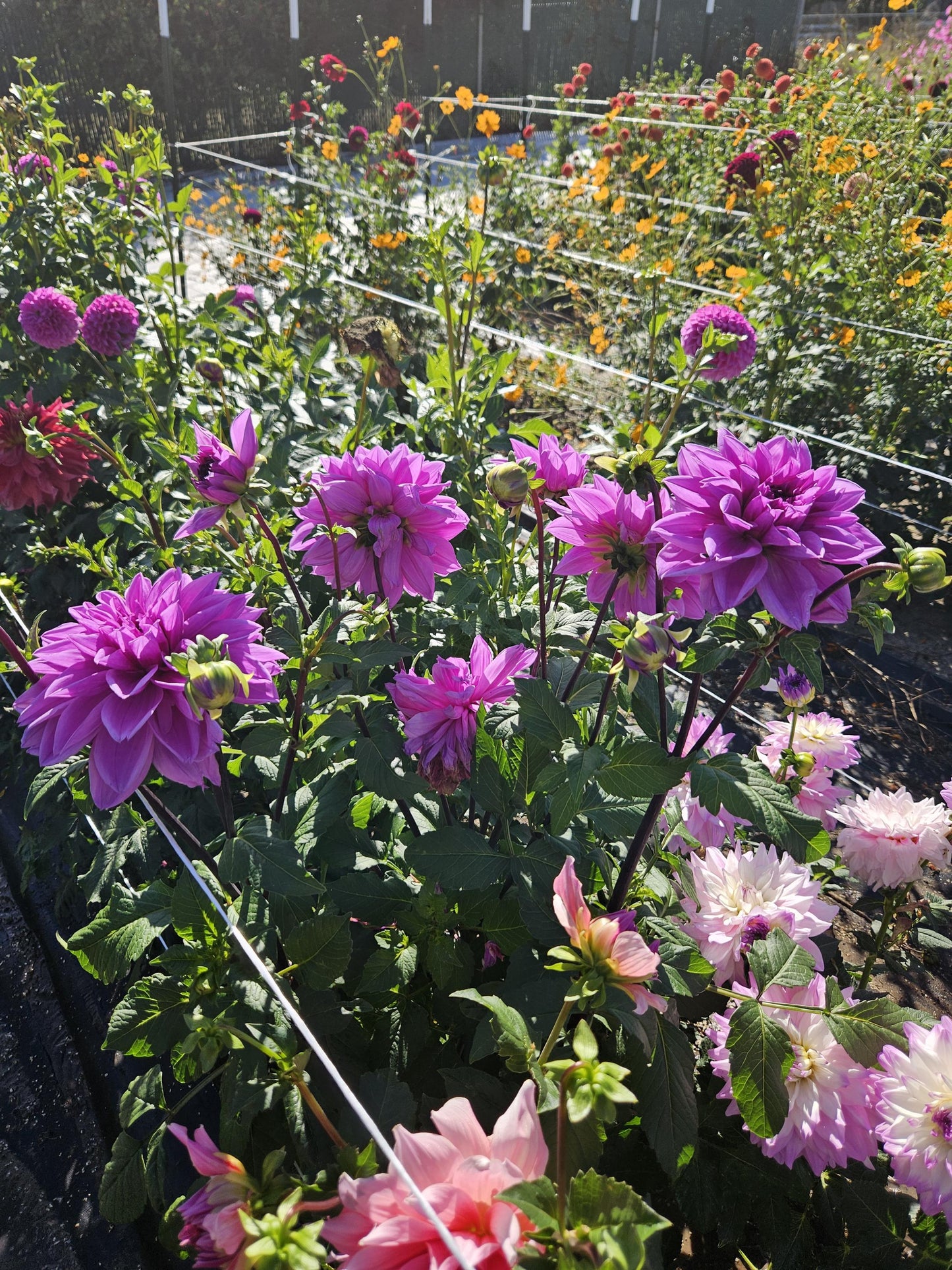 Lilac Time
