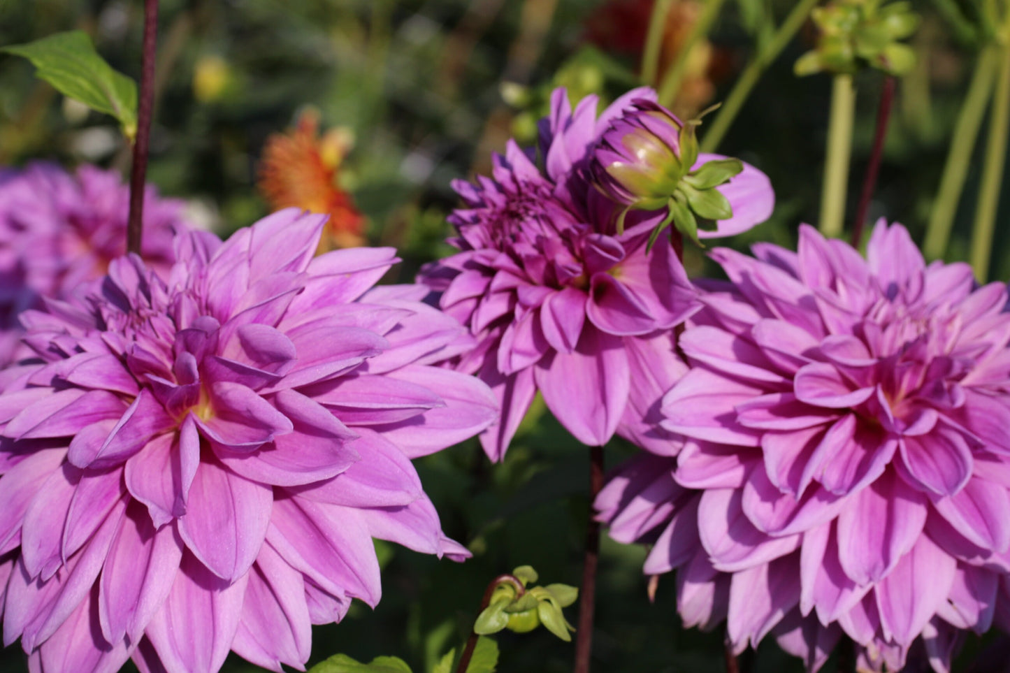 Lilac Time