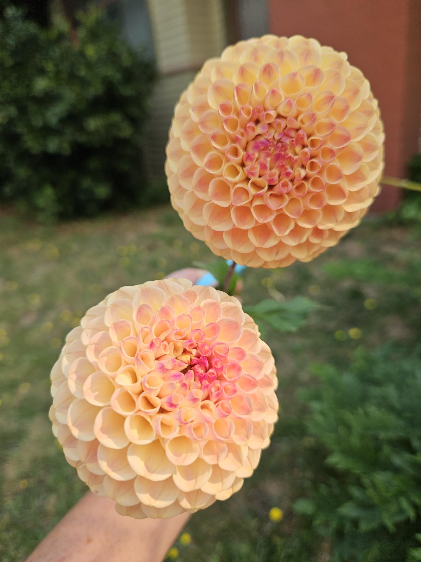 Clearview Peachy