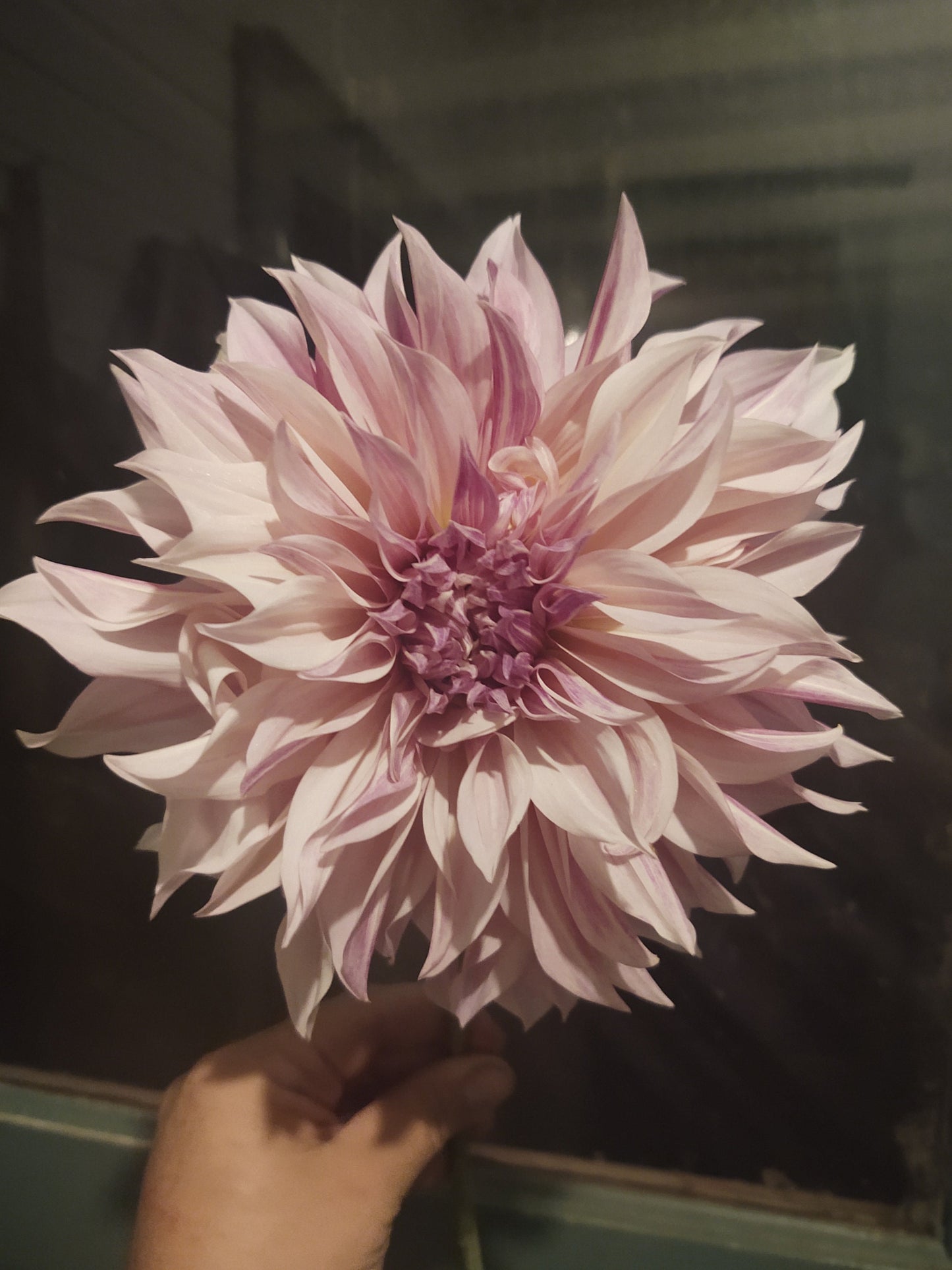 Cafe Au Lait Dahlia Tuber