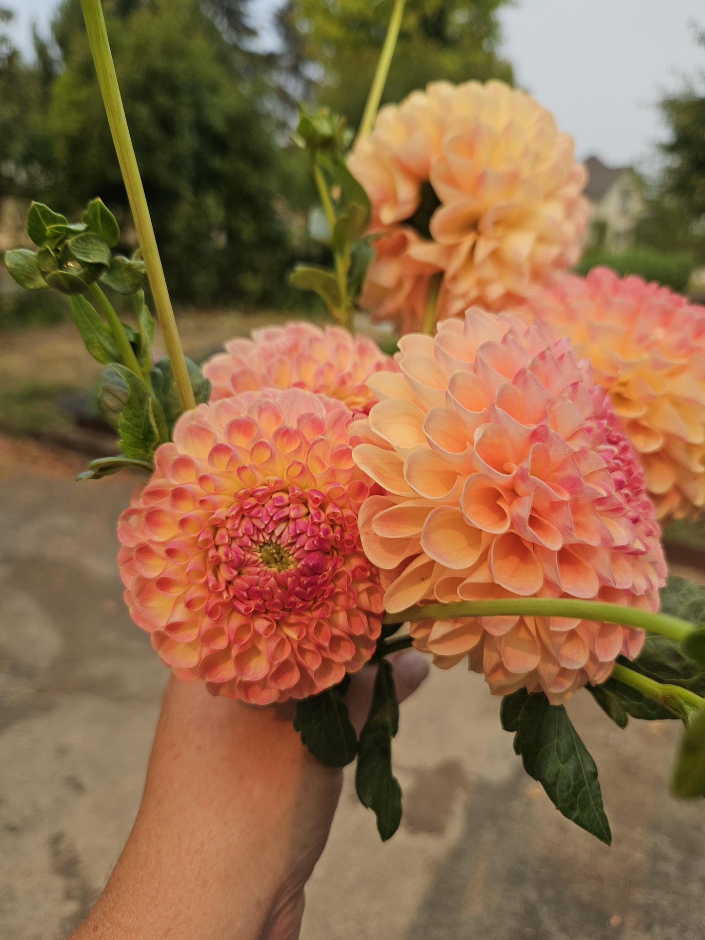Clearview Peachy