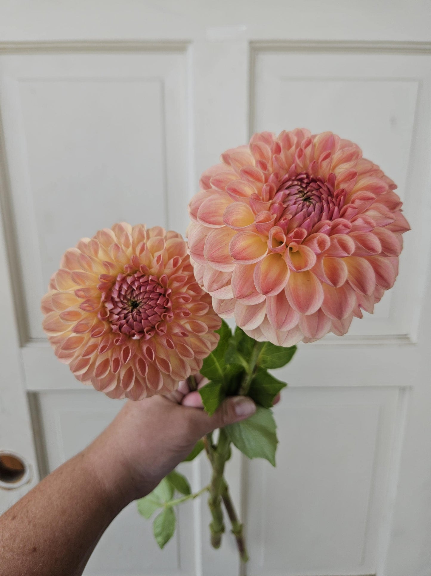 Clearview Peachy