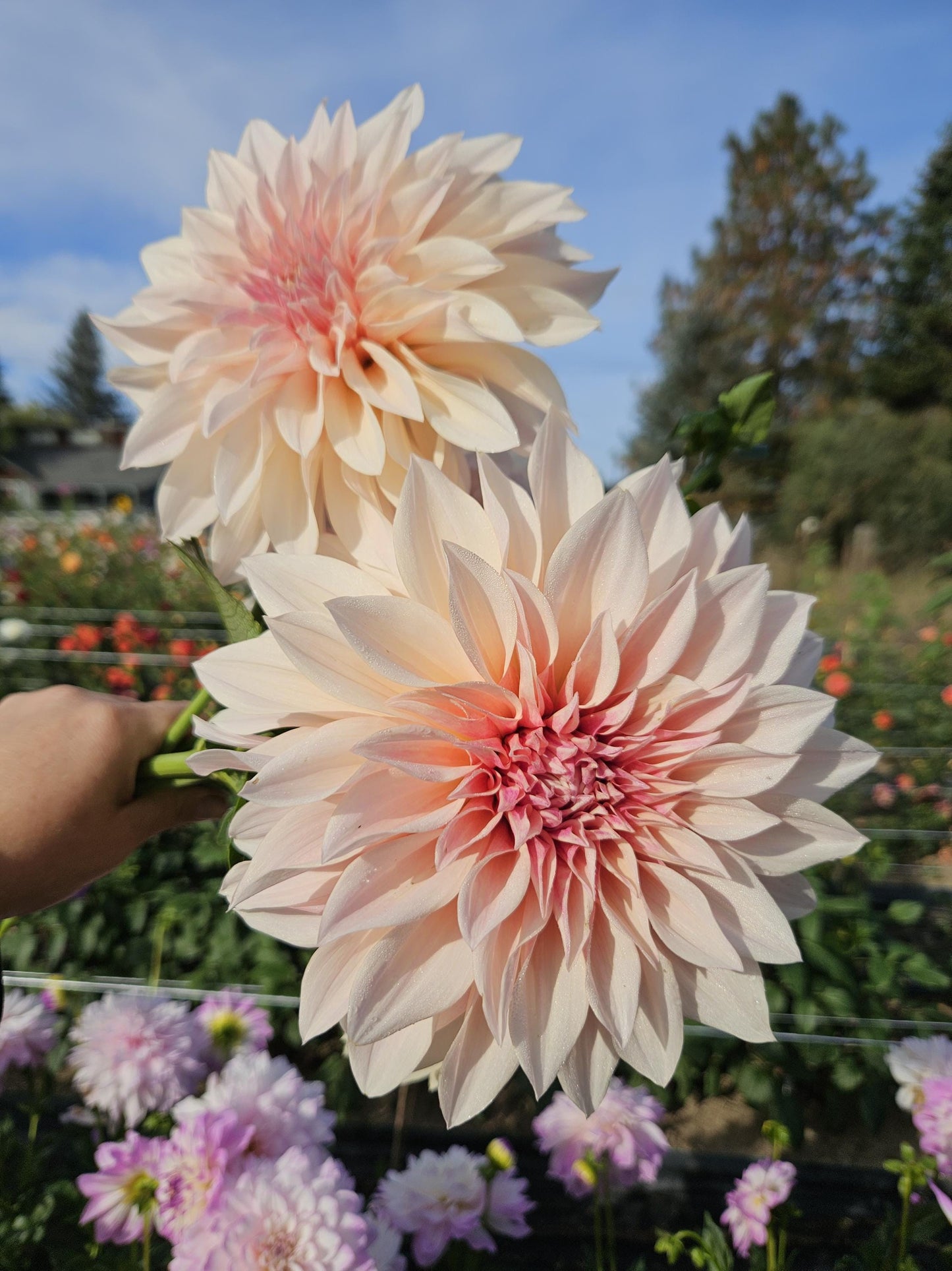 Cafe Au Lait Dahlia Tuber