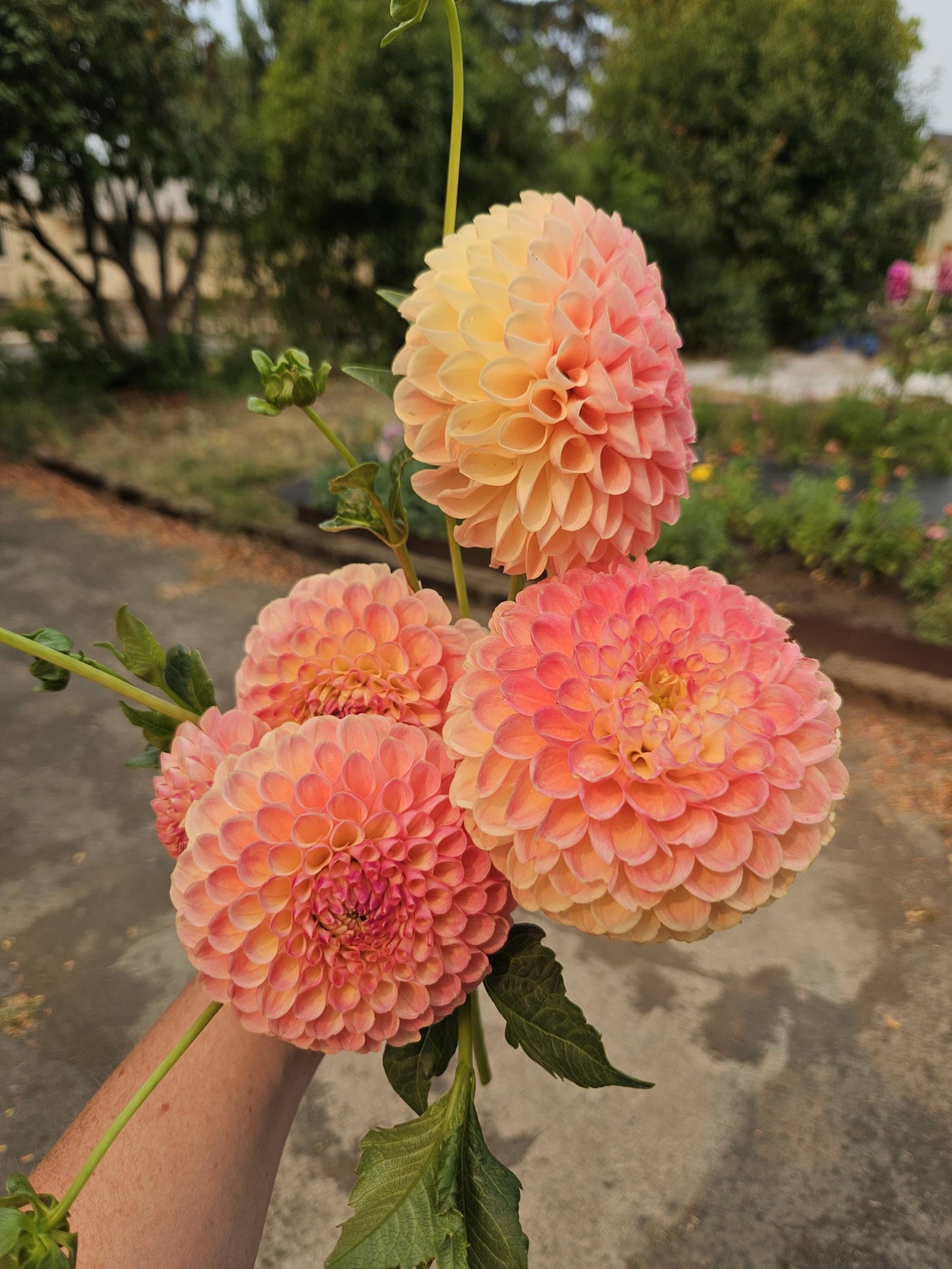 Clearview Peachy