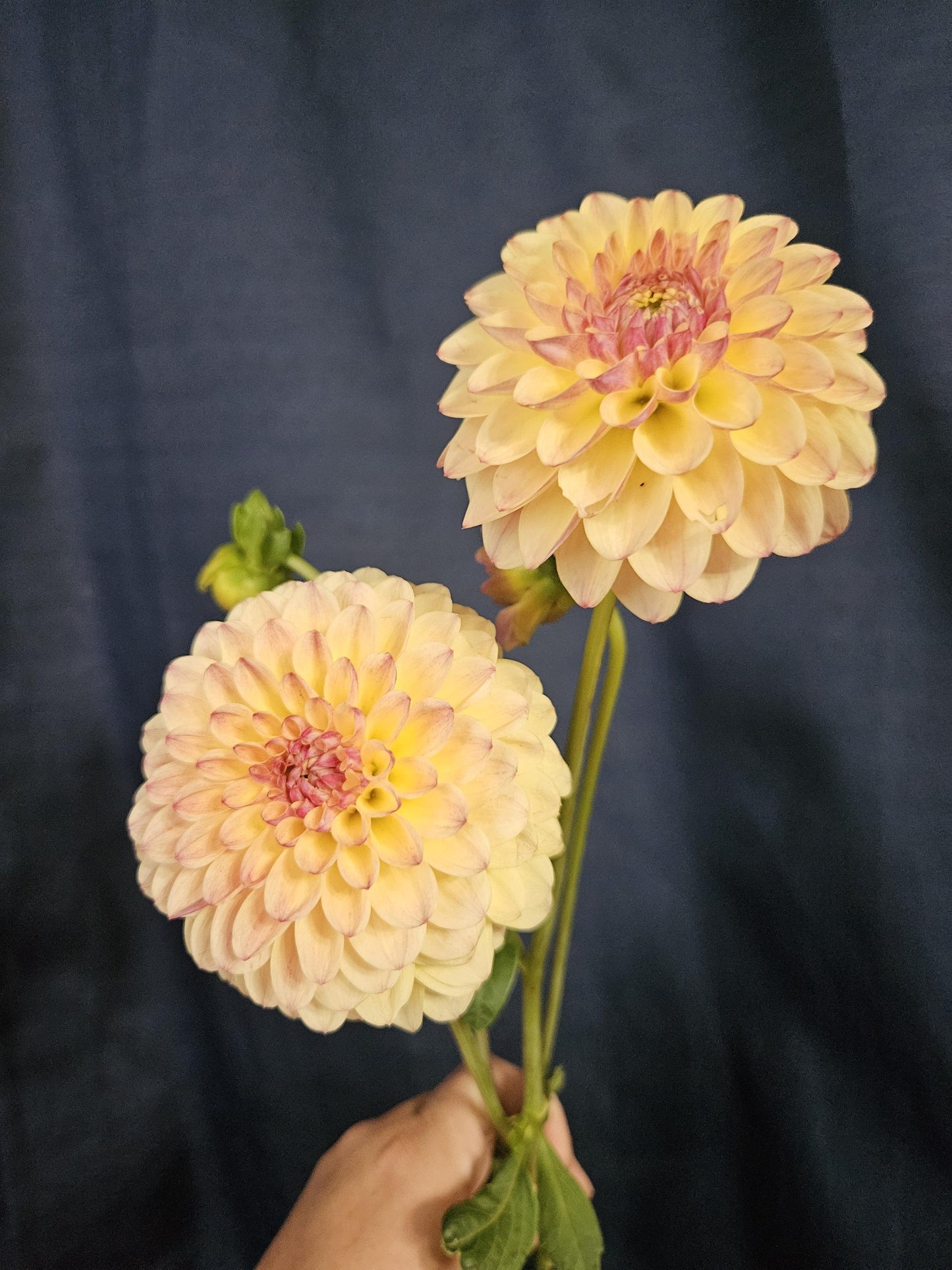 Clearview Peachy