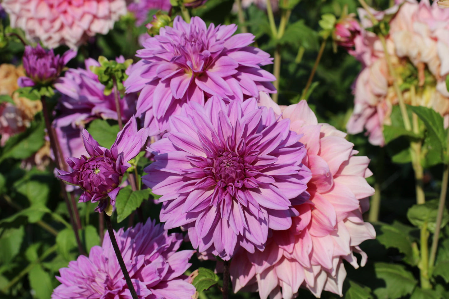 Lilac Time