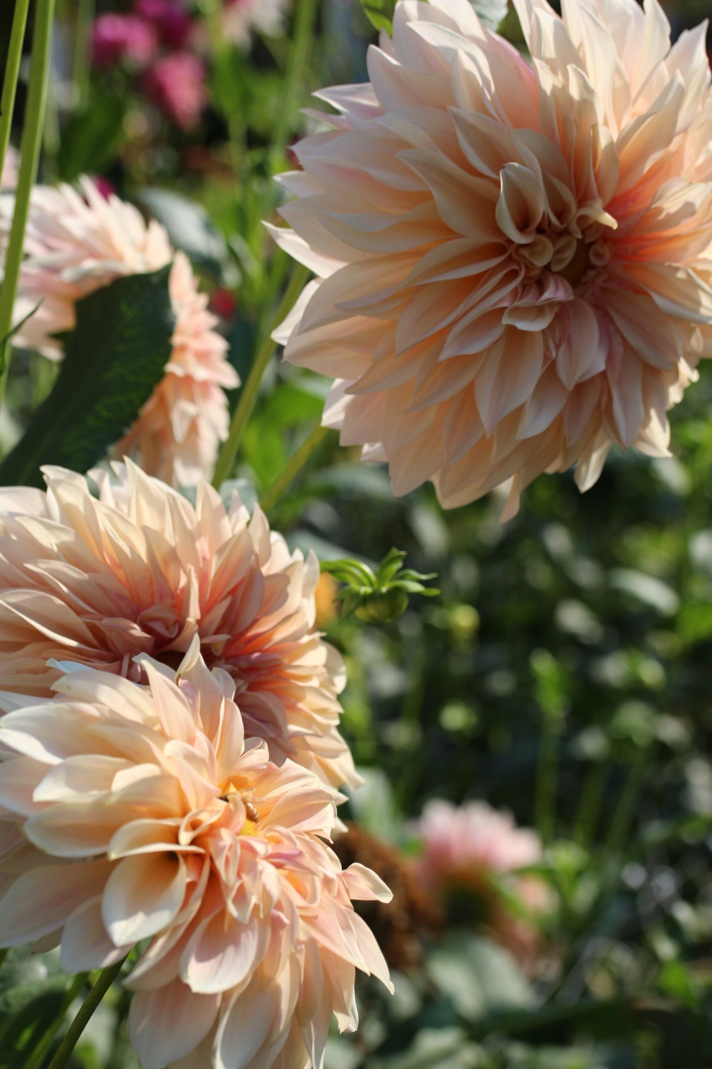 Cafe Au Lait Dahlia Tuber