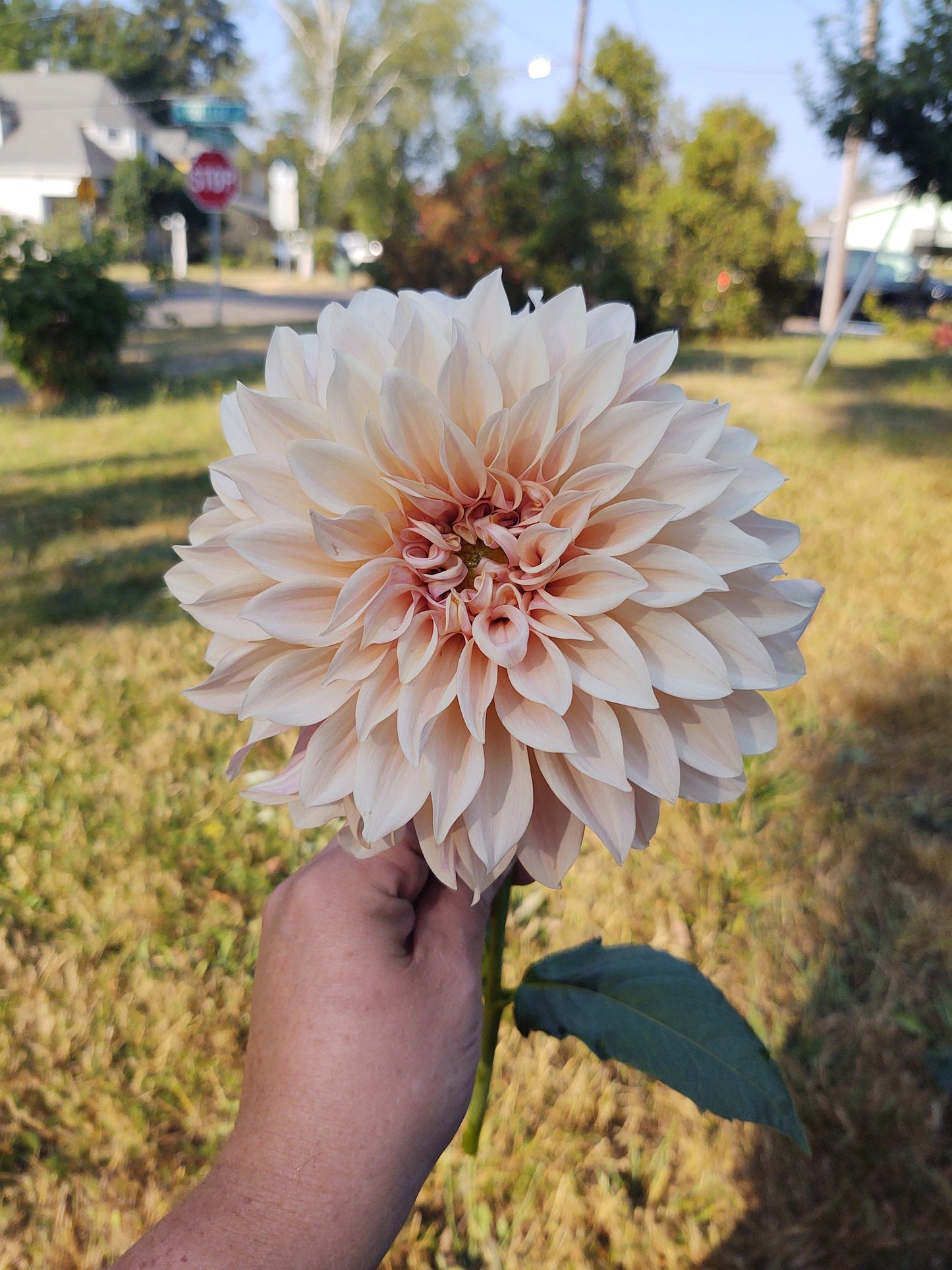 Cafe Au Lait Dahlia Tuber