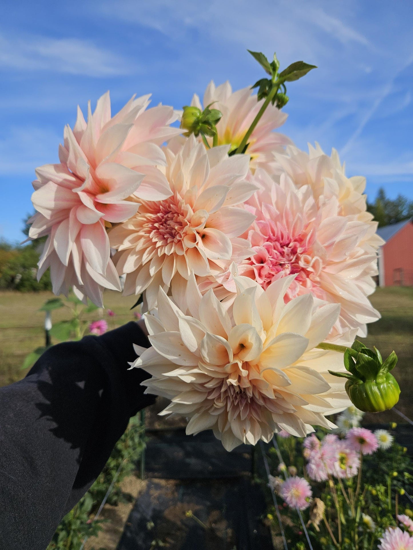 Cafe Au Lait Dahlia Tuber