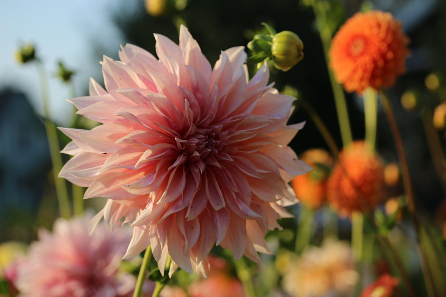 Cafe Au Lait Dahlia Tuber