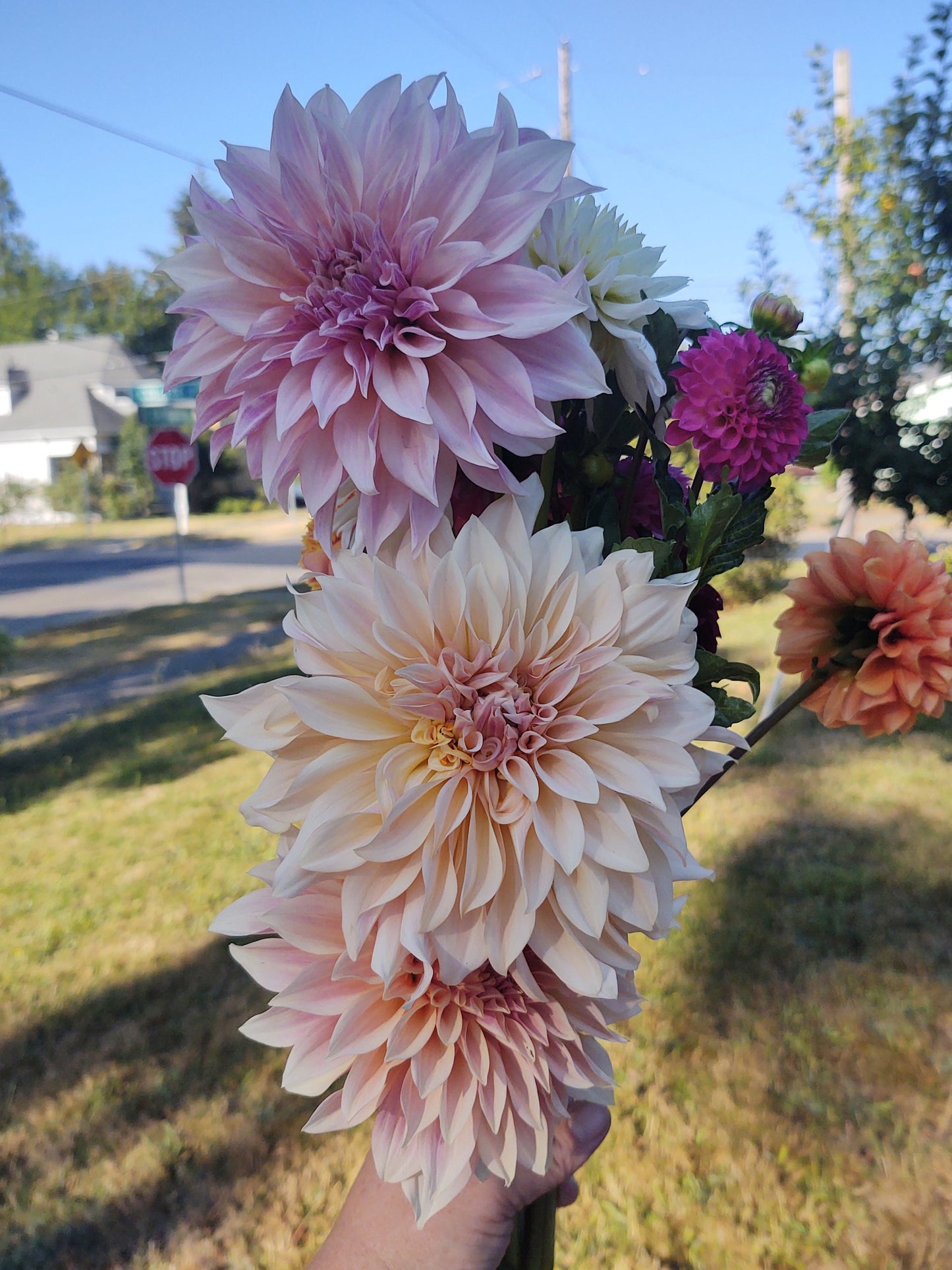 Cafe Au Lait Dahlia Tuber