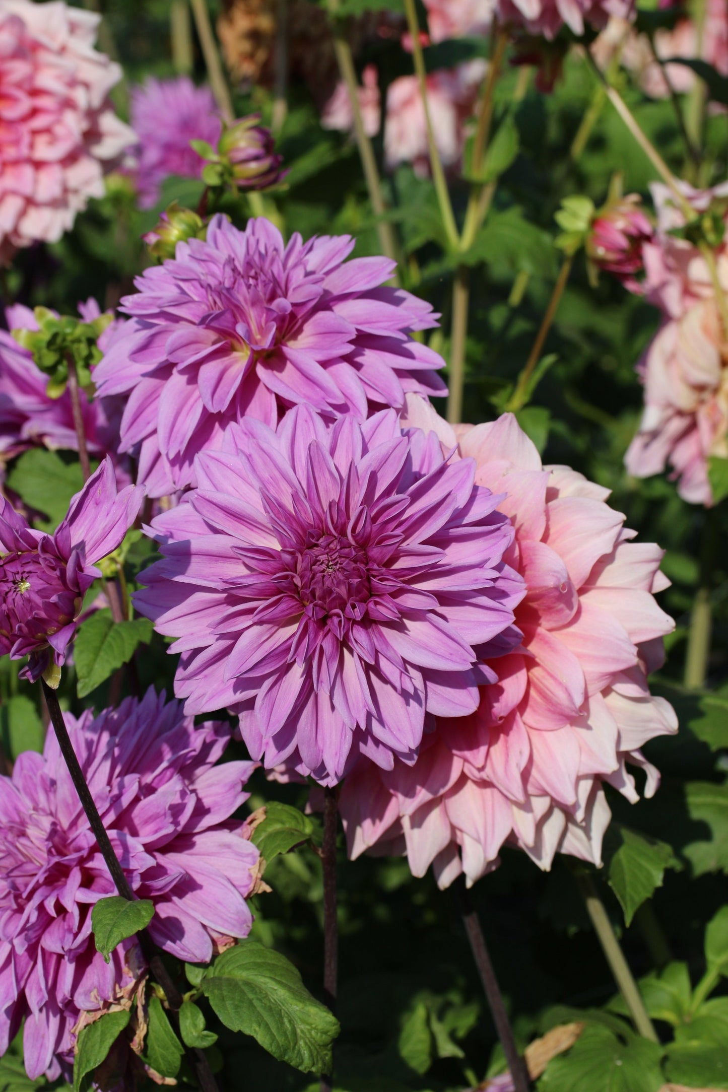 Lilac Time