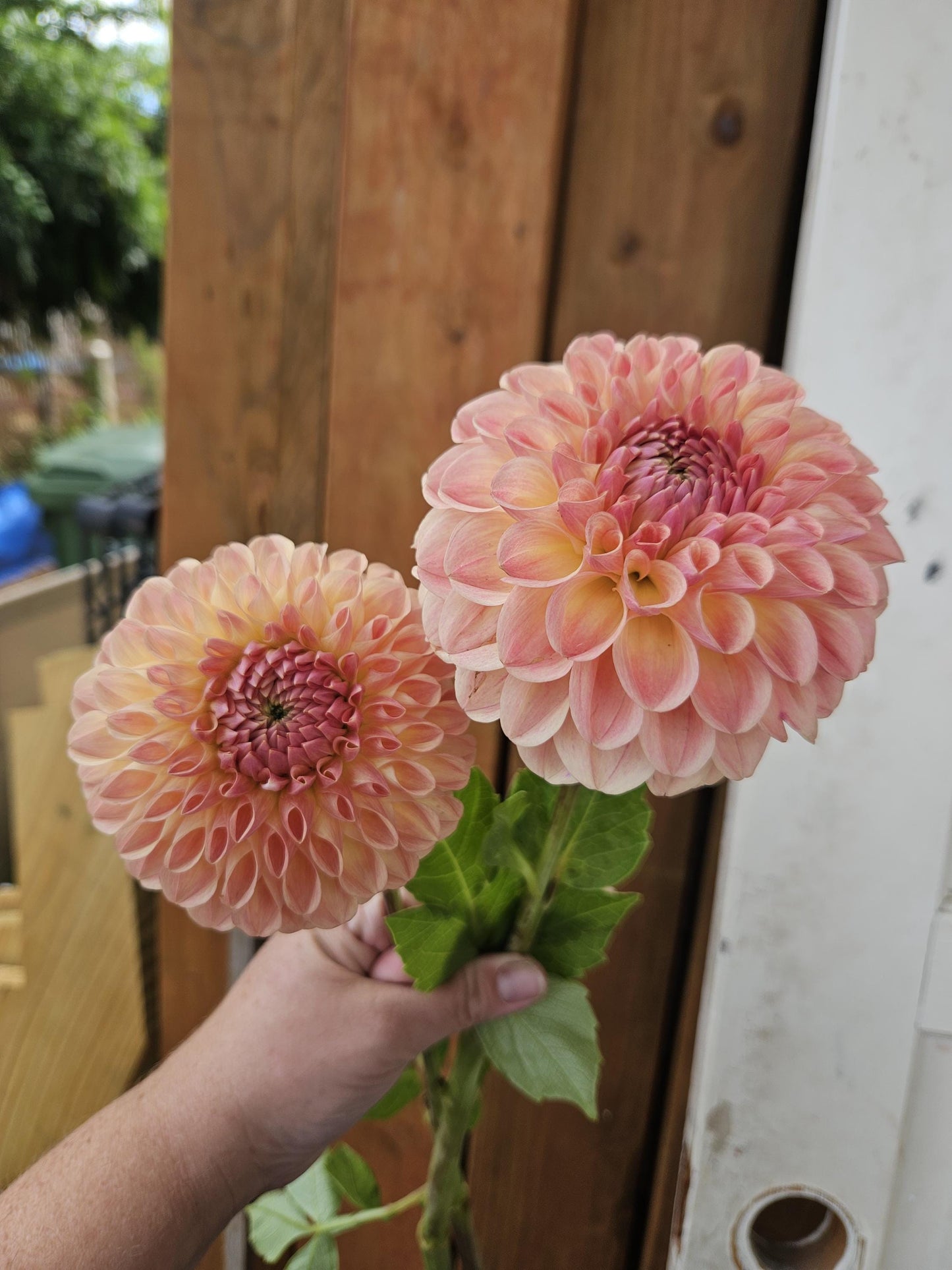 Clearview Peachy