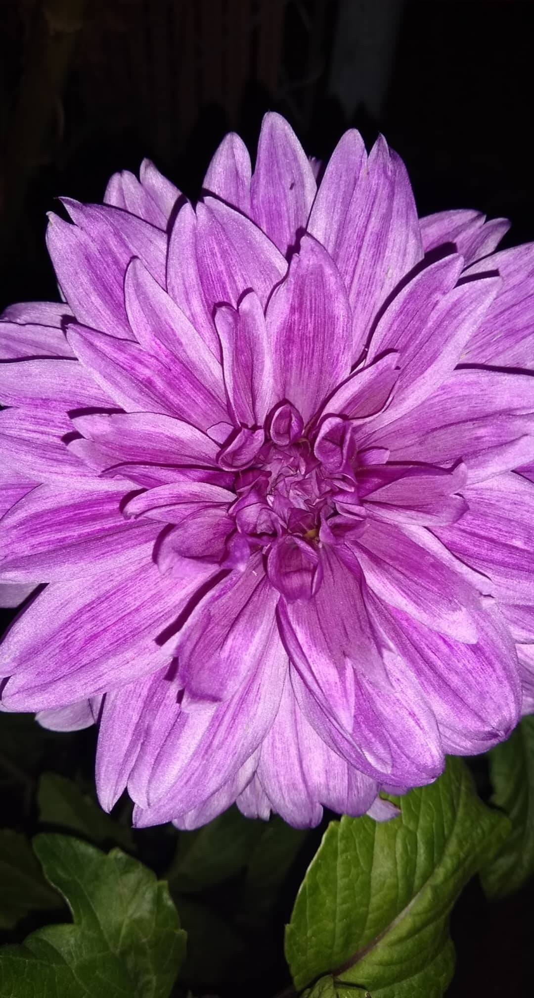Lilac Time