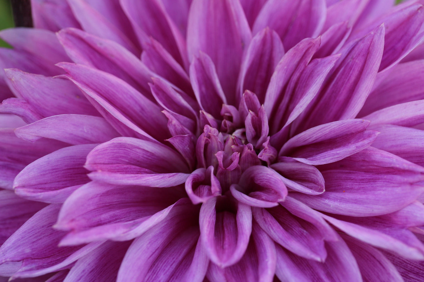 Lilac Time