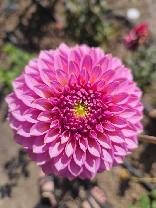 Skipley Spot of Gold