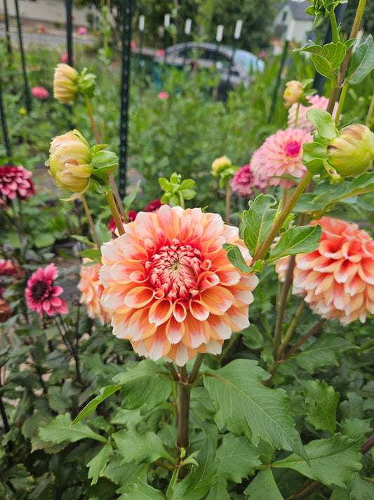 Hollyhill Orange Ice