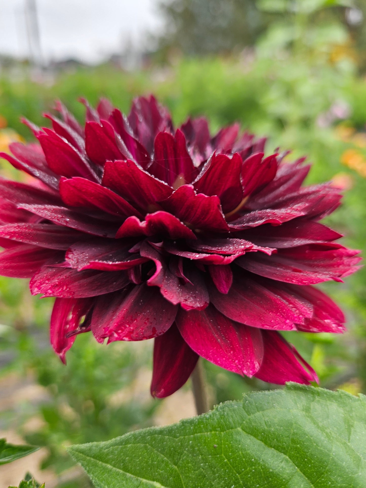 Hollyhill Black Widow