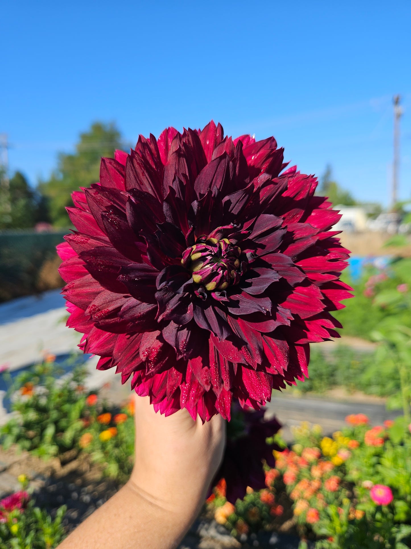 Hollyhill Black Widow