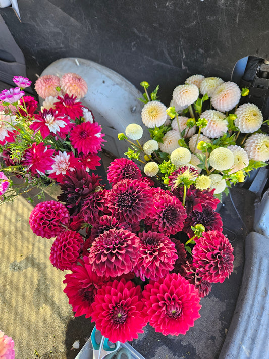 Mixed Dahlia Bucket