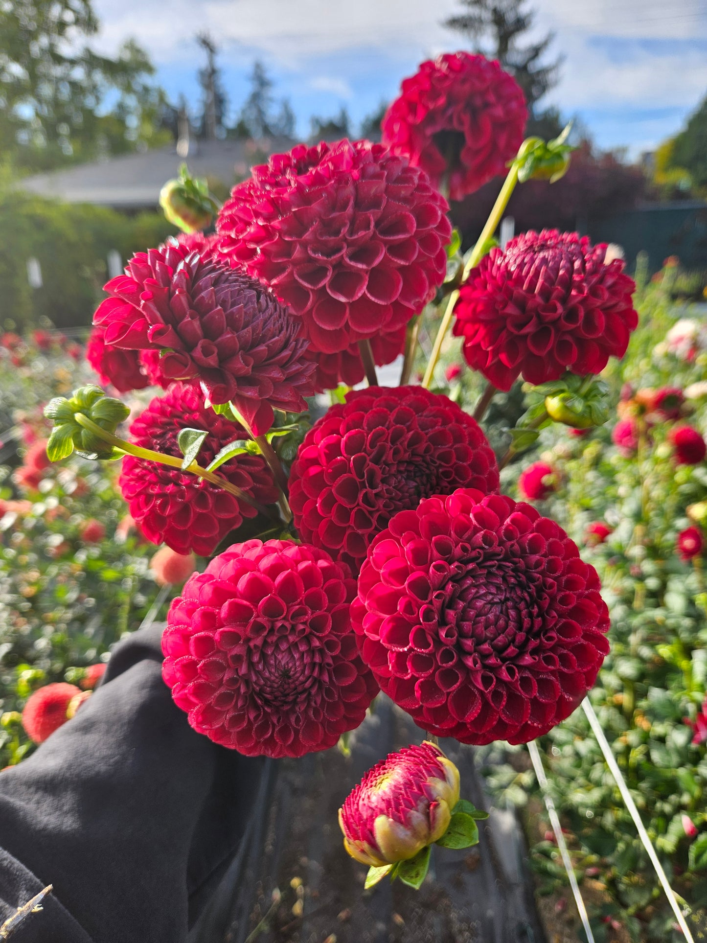 Cornel - Bulk 10 pack