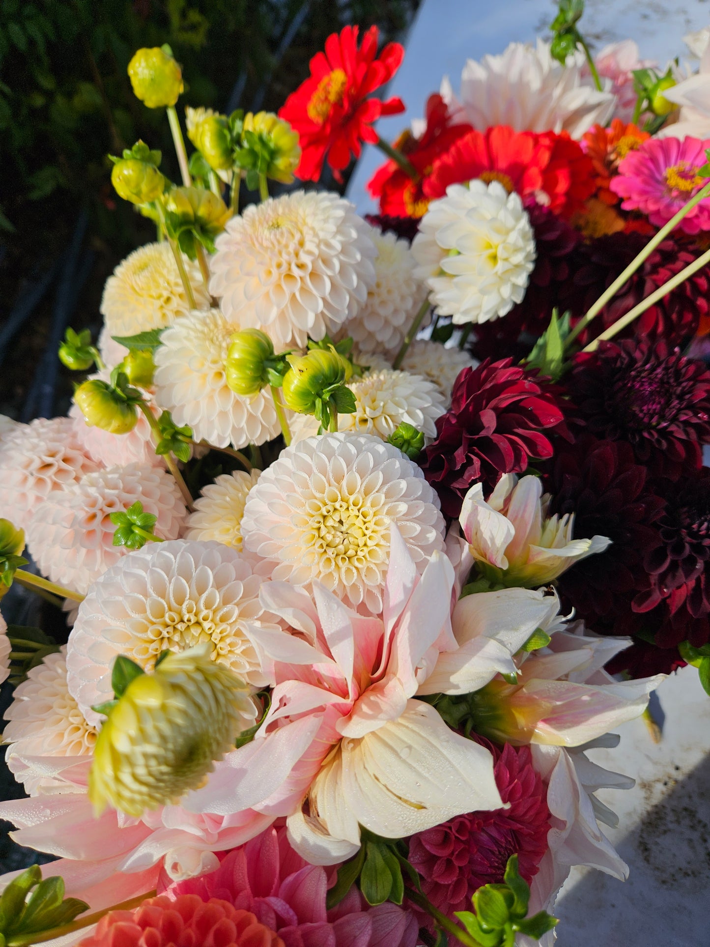 Mixed Dahlia Bucket