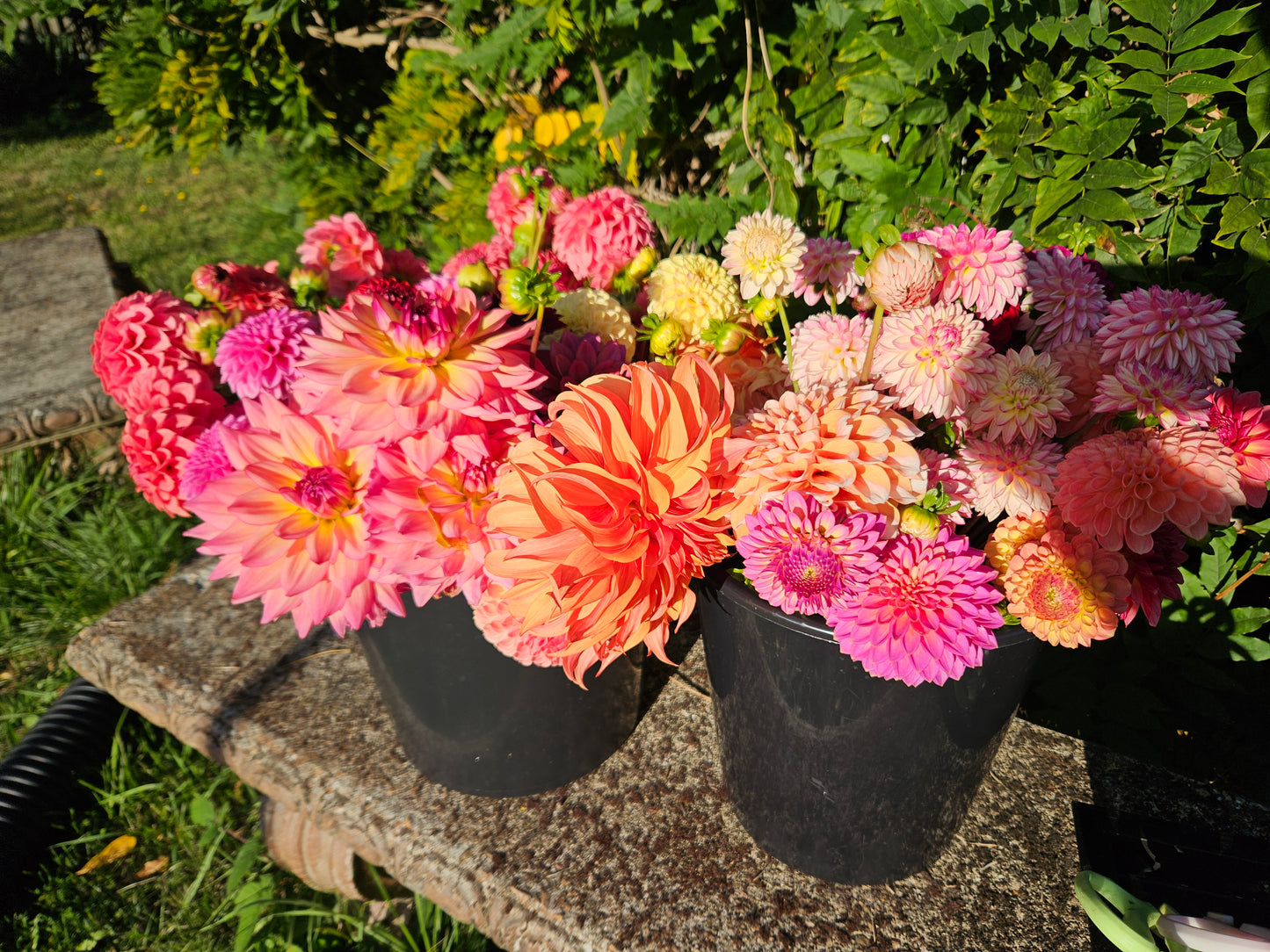 Mixed Dahlia Bucket