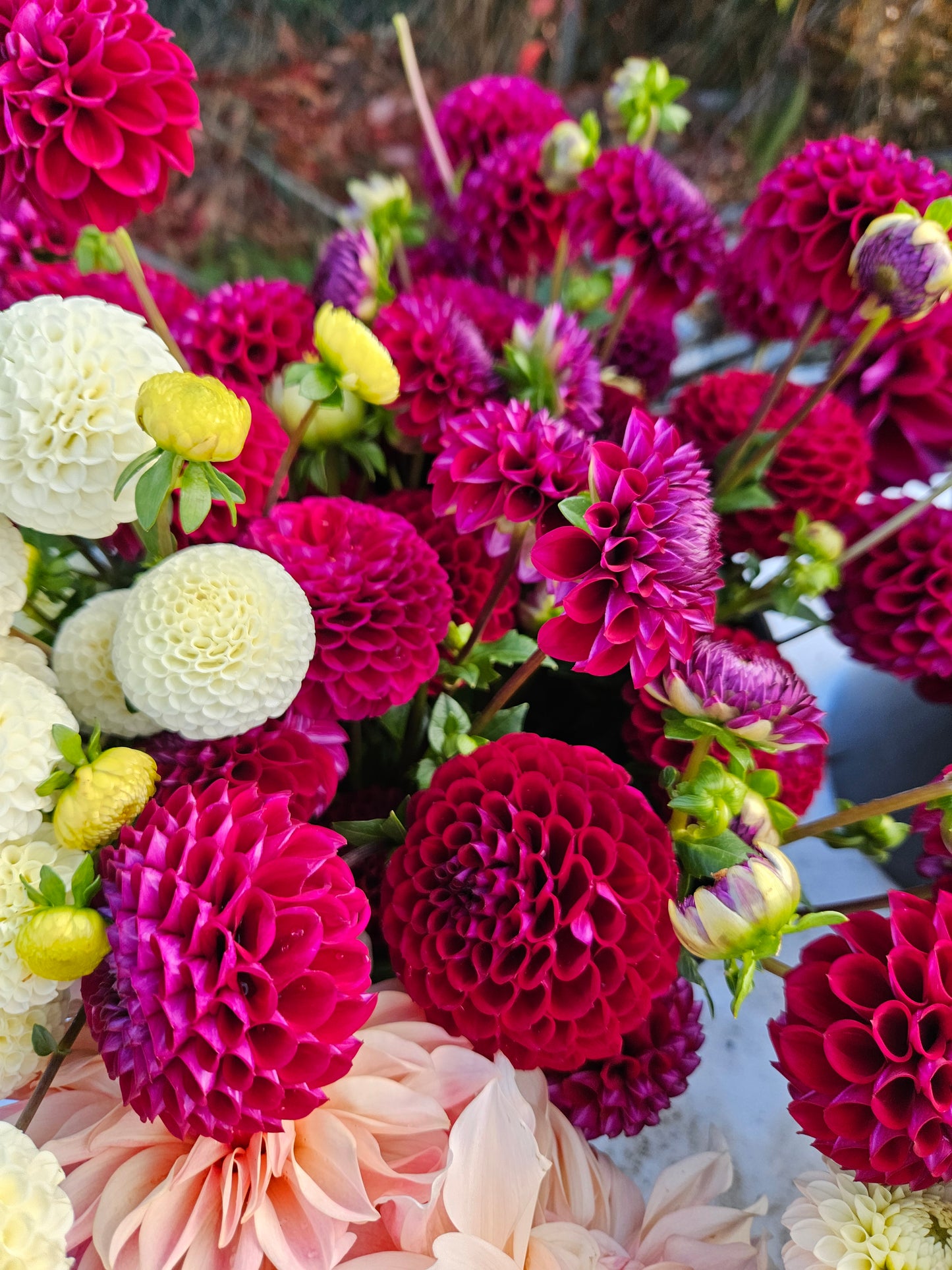 Mixed Dahlia Bucket