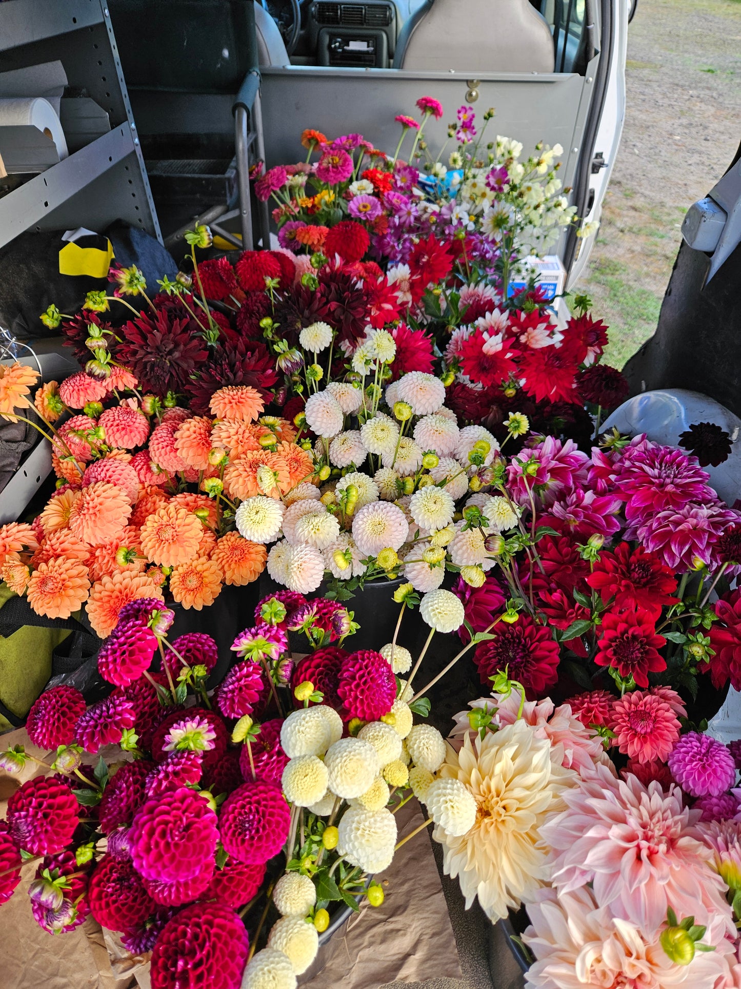 Mixed Dahlia Bucket