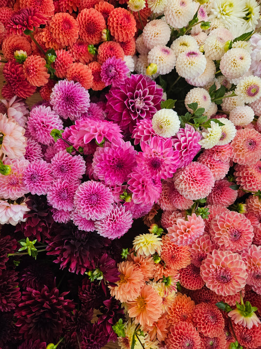 Mystery Tuber- Bulk 10 Pack