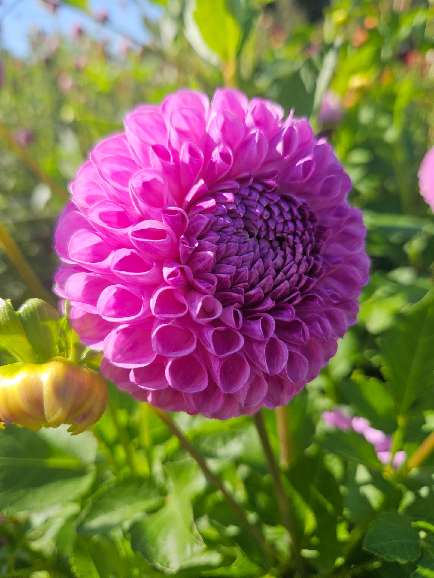 20th Ave Morning Mist