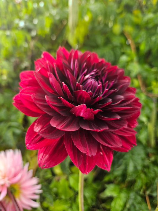 Hollyhill Black Widow