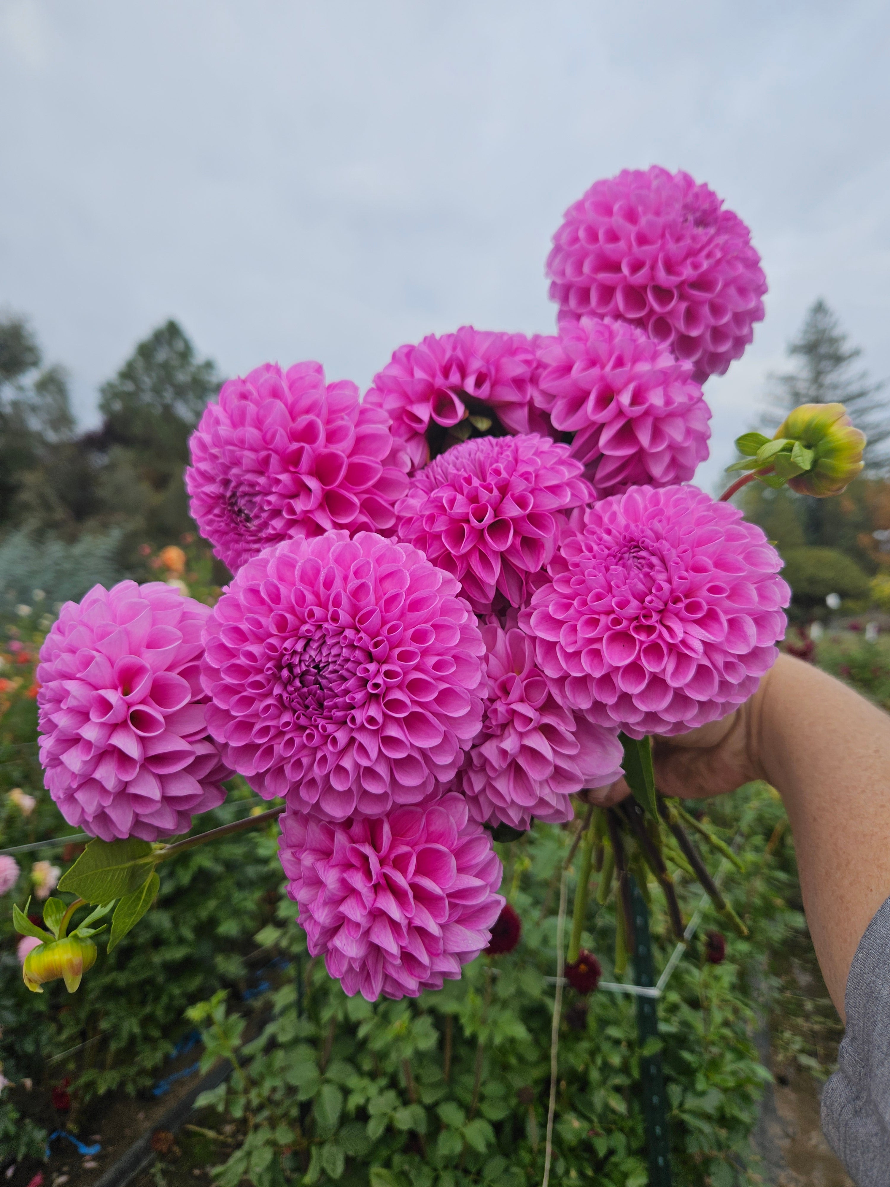 20th Ave Morning Mist – Navetta Farm and Floral