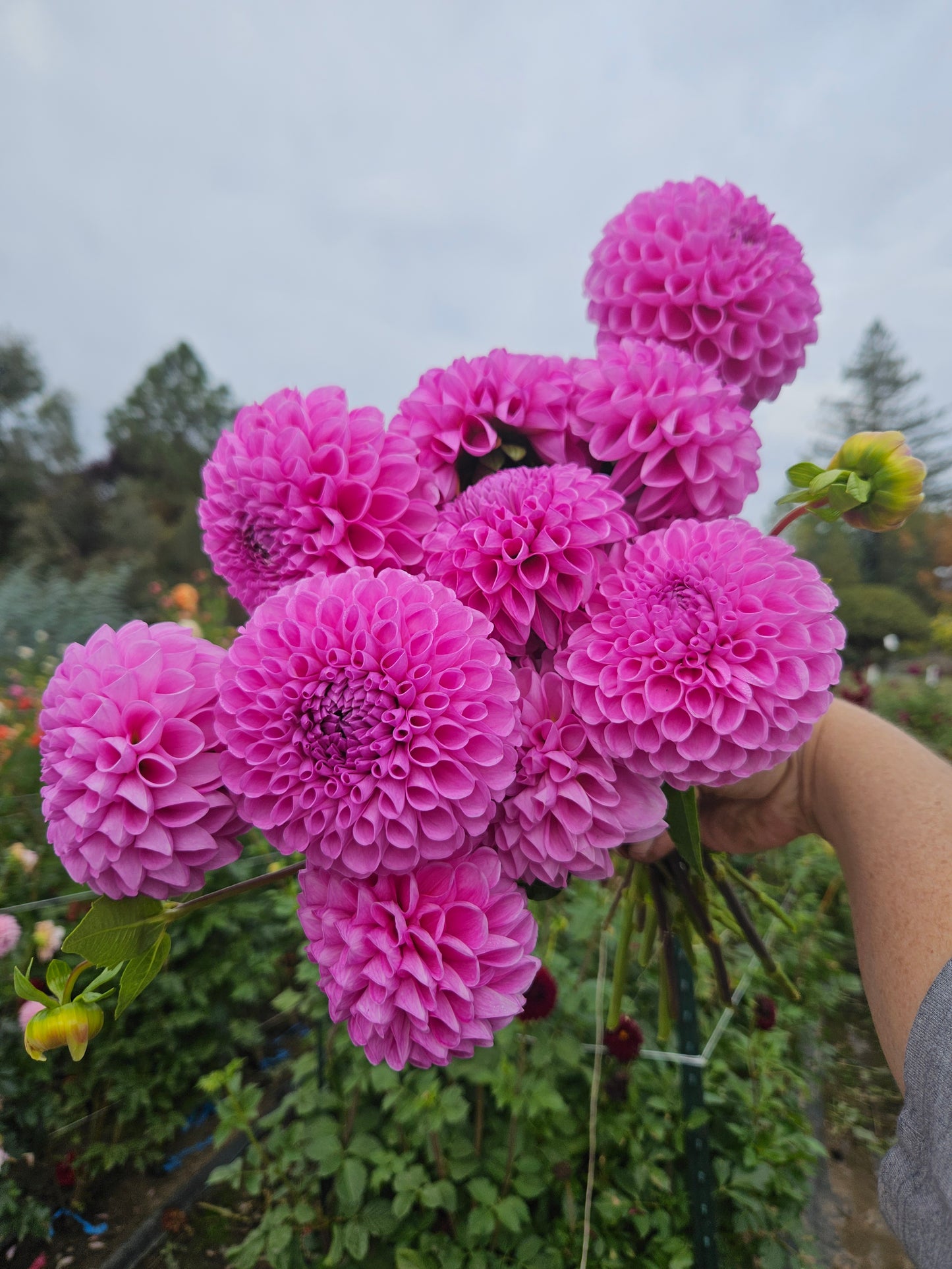 20th Ave Morning Mist