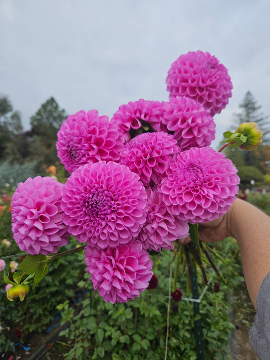 20th Ave Morning Mist