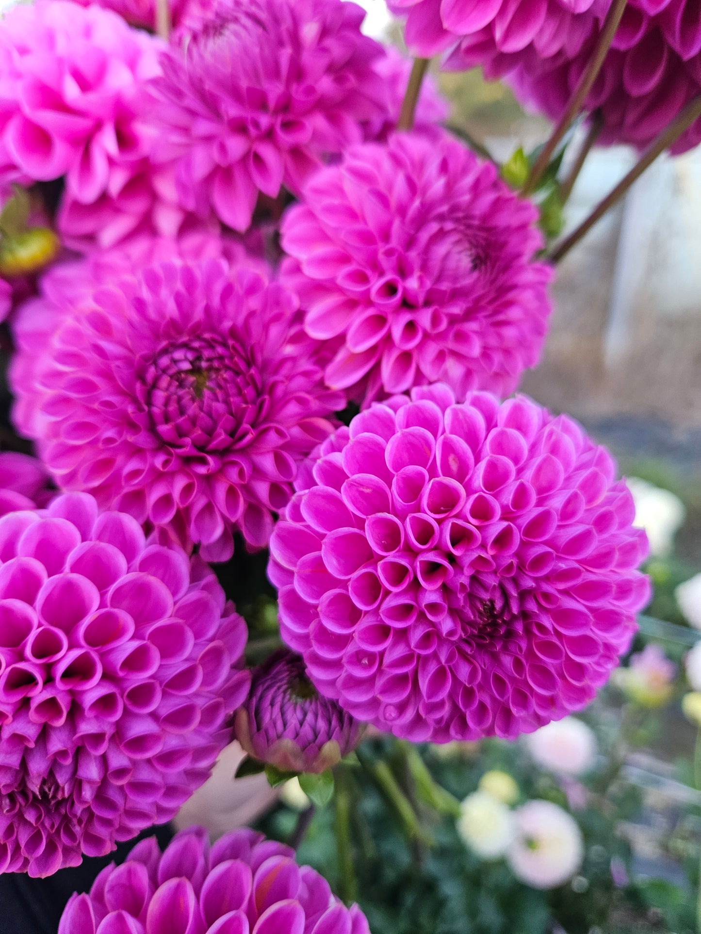 20th Ave Morning Mist