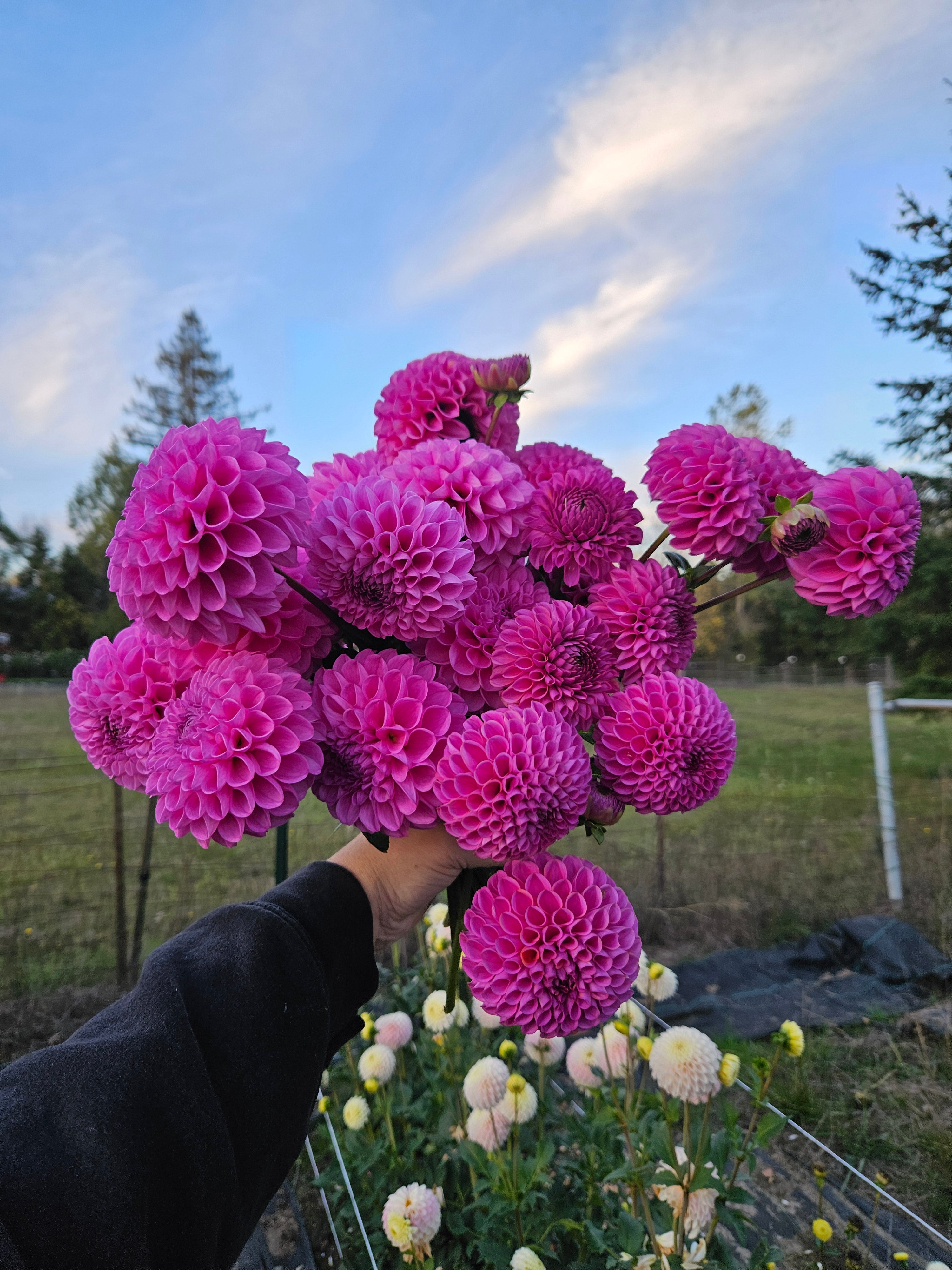 20th Ave Morning Mist – Navetta Farm and Floral