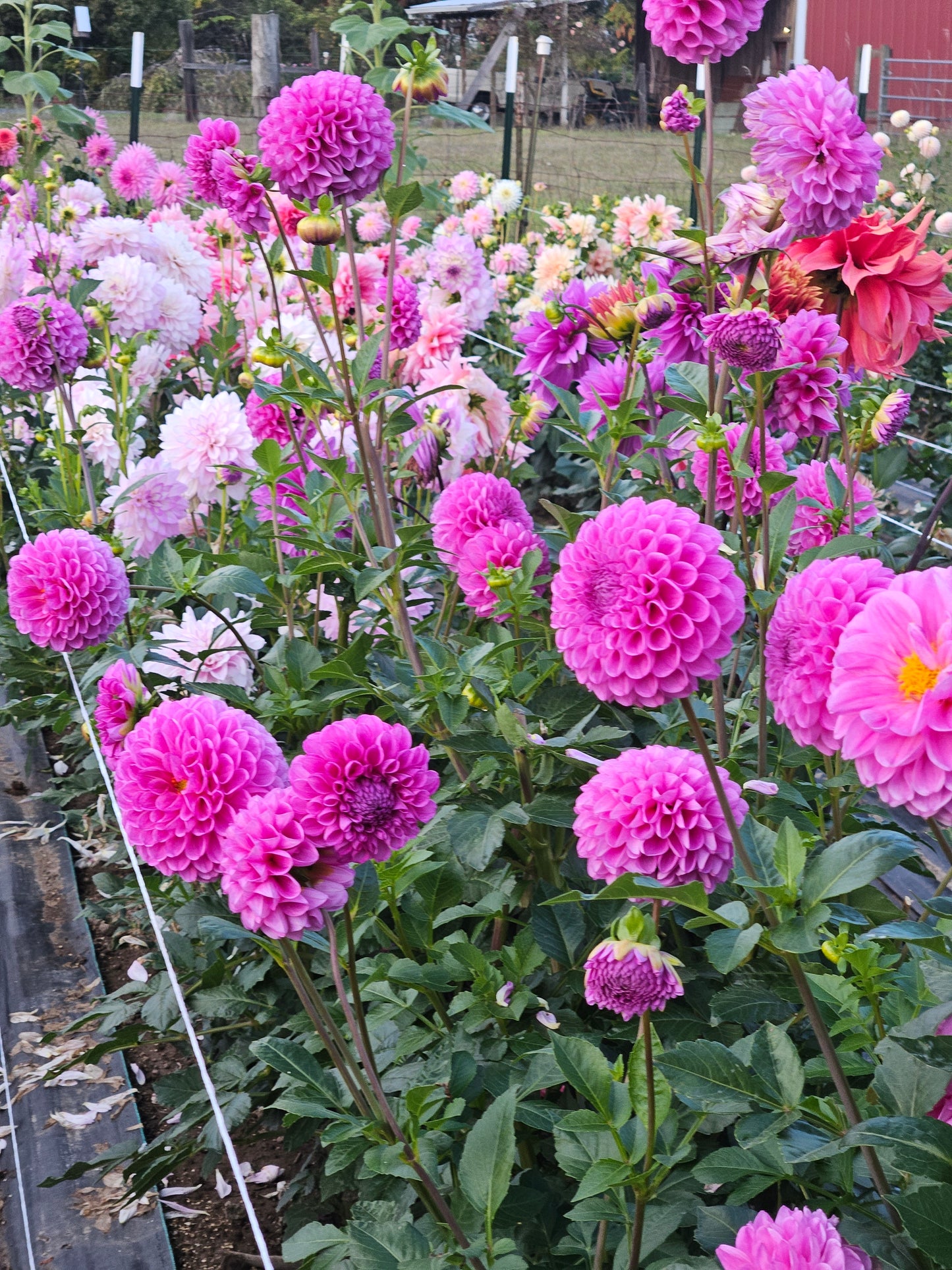 20th Ave Morning Mist